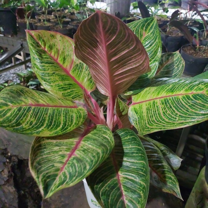 [New] Aglonema Huges Merah Induk Terbatas