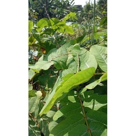 

PTR TERLARIS Daun herbal ketepeng cina segar (500 gram) TERLARIS