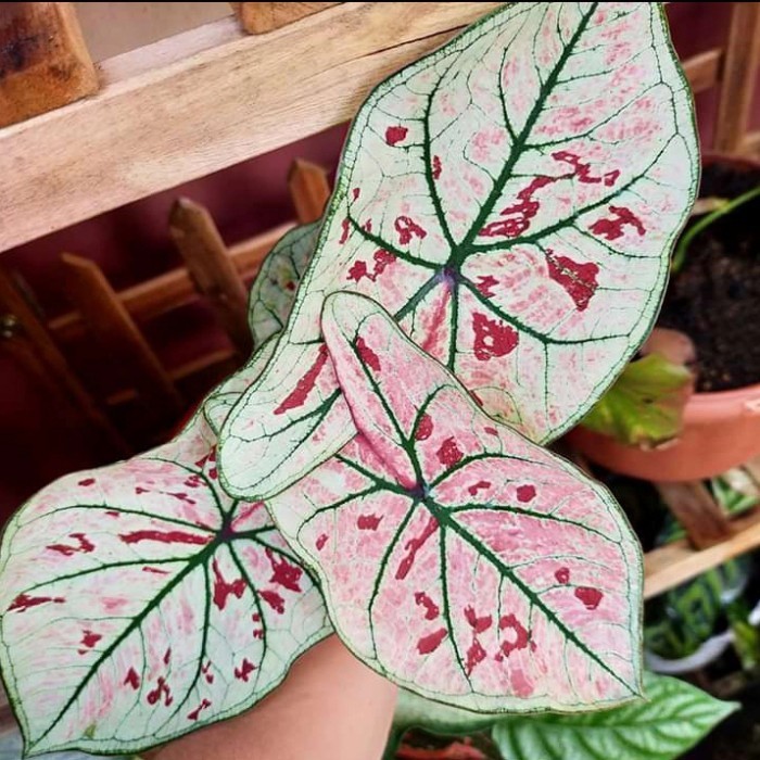 [COD] Tanaman Hias Caladium Strawberry Star Thailand - Keladi Strawberry Terbatas