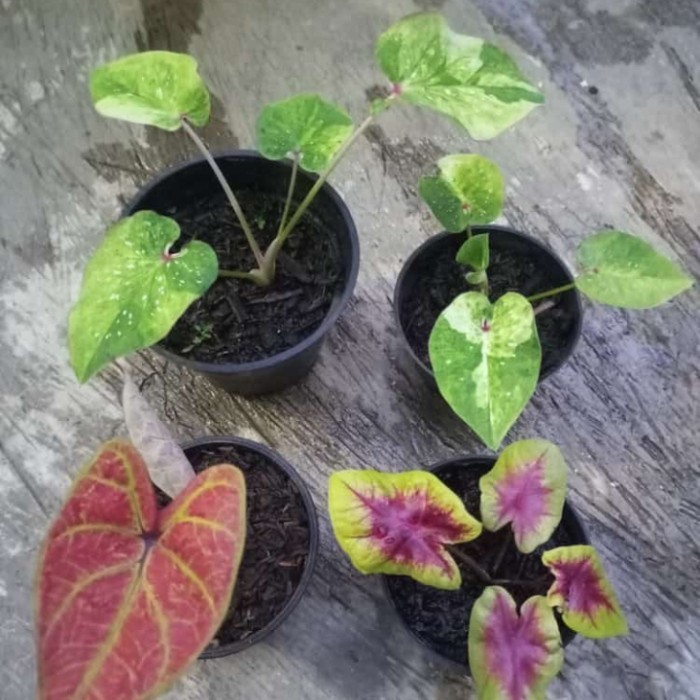 [COD] Paket Keladi Thailand Series Limited