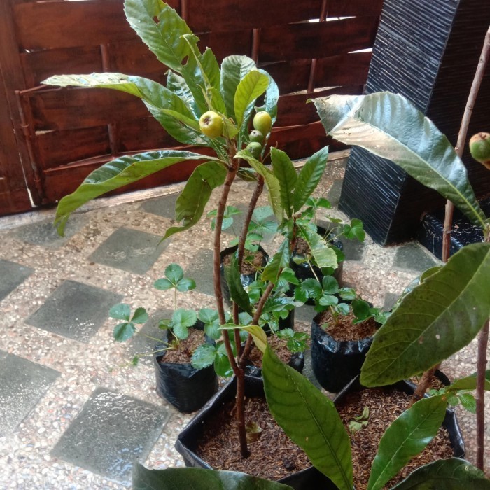 [COD] Pohon Leci Biwa/Leci Kuning Berbuah Manis Terbaru