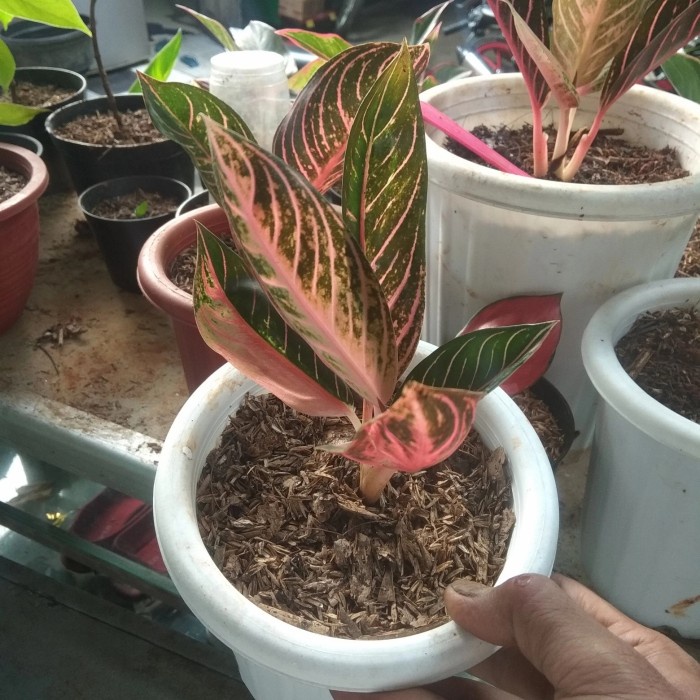 [COD] Tanaman Hias Aglonema Red Sumatra Remaja Berkualitas