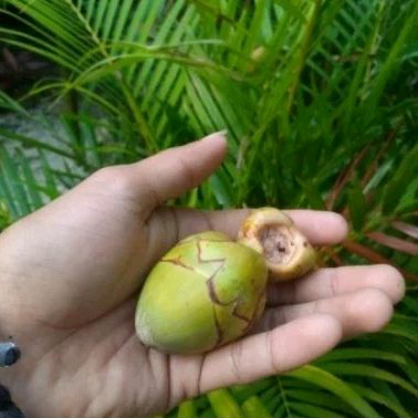 

tembuluk,bluluk, kelapa muda pentil,obat diabetes,obat herbal alami, murah