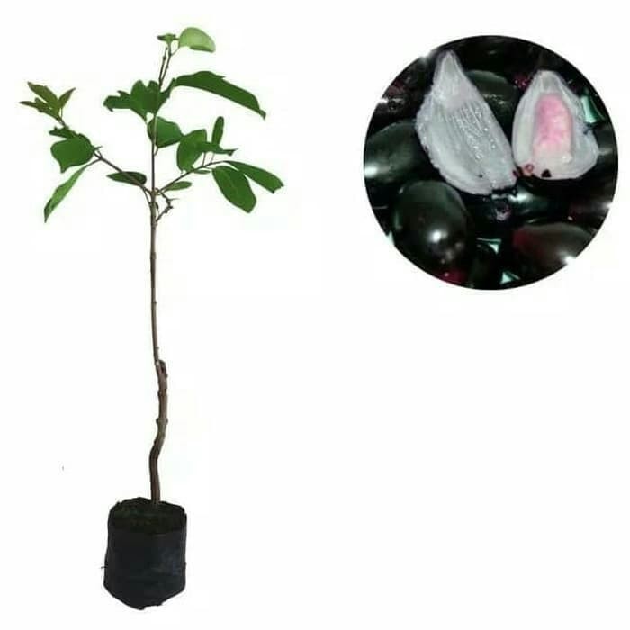 OBRAL TANAMAN Buah Jamblag Ugu Duwet