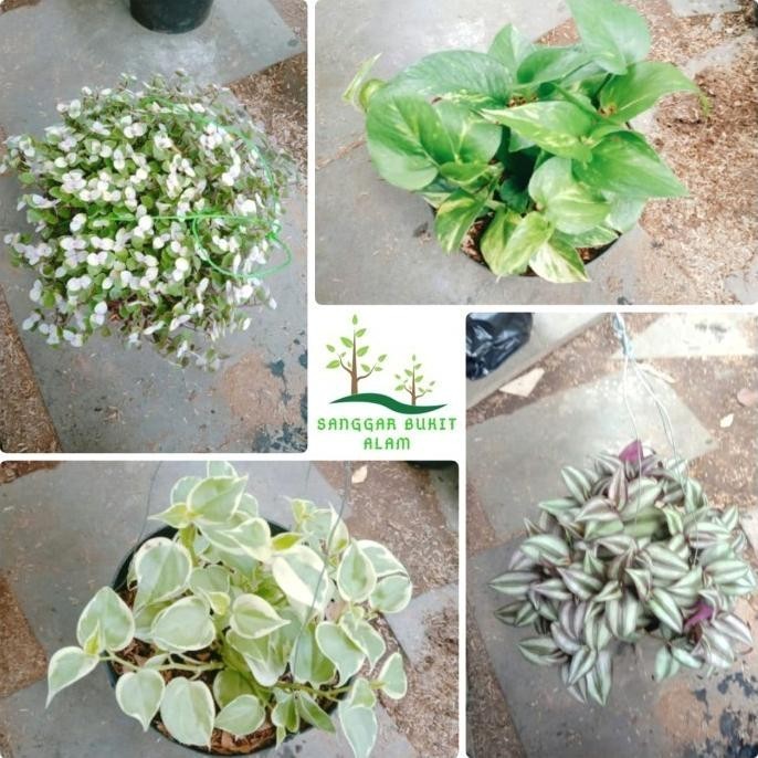 Paket Hemat Tanaman Gantung / Paket 4 Tanaman Gantung Hias Plus Pot Ganepkuswandarilaris