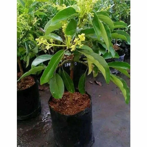 OBBRAALL bibit tanaman buah alpukat miki sudah berbunga tabulapot fres