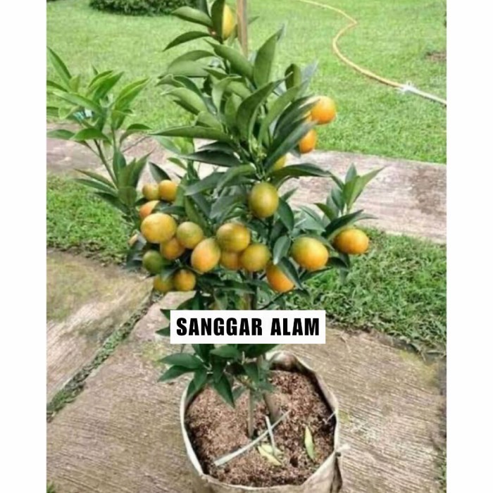 OBBRAALL TANAMAN BUAH JERUK NAGAMI BERBUAH / BIBIT TANAMAN JERUK NAGAMI BERBUAH