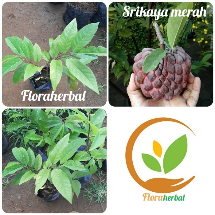 OBBRAALL bibit tanaman srikaya merah/pohon buah srikaya merah jumbo