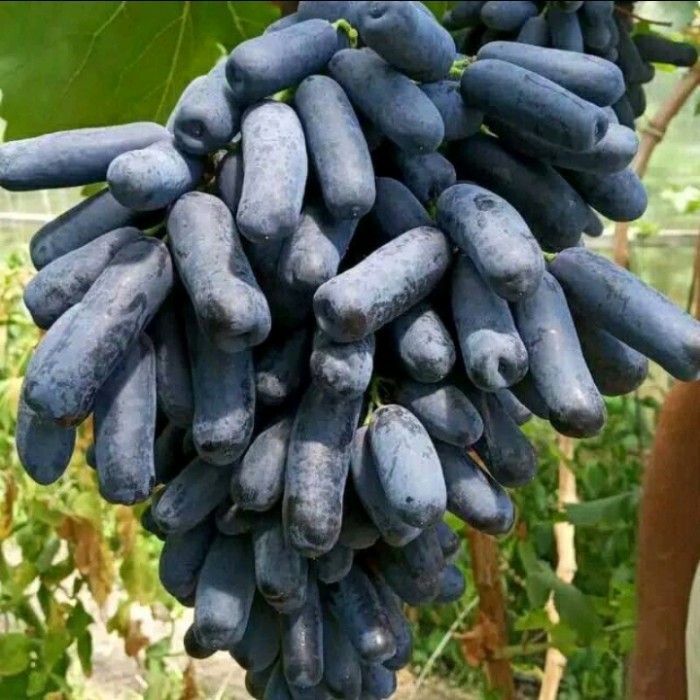 OBBRAALL bibit tanaman buah anggur hitam anggur jari tanpa biji AA14