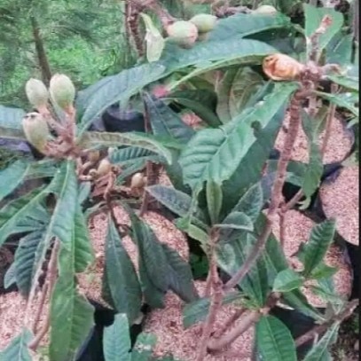 OBBRAALL Tanaman Bibit Buah Leci Biwa Sudah Berbuah Dan Berbunga