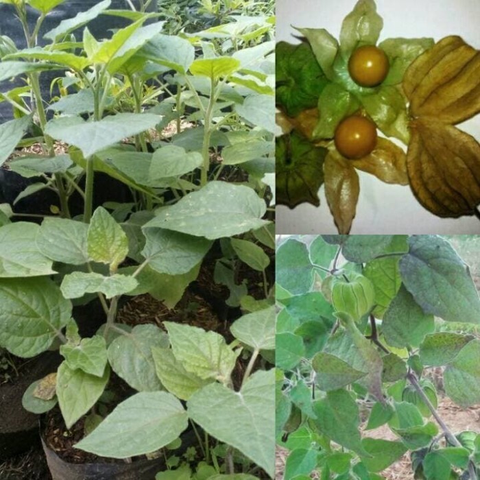 OBBRAALL Bibit Tanaman Buah Ciplukan atau Golden Berry