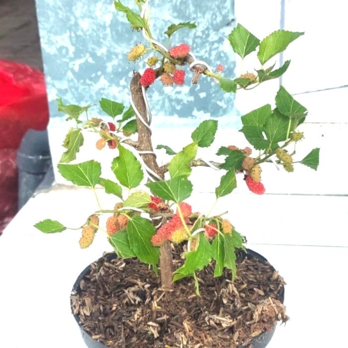 OBBRAALL Bibit Tanaman Bonsai Buah Murbei