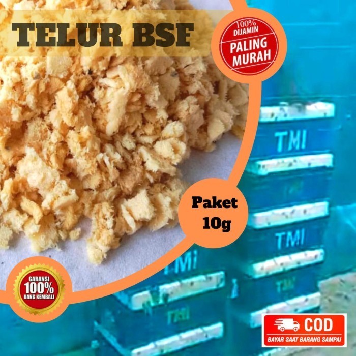 Terlaris Telur Lalat Bsf Fresh Larva Maggot Paket 10 Gram Promo Terbaru