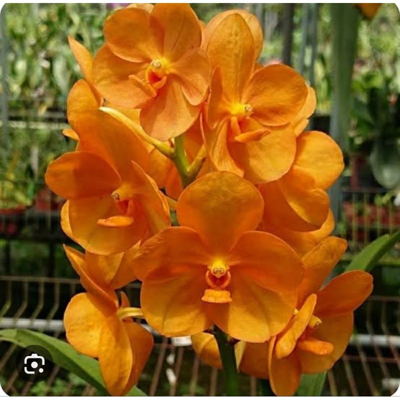 Vanda Mokara kondisi dewasa