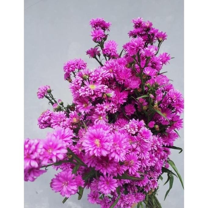 Big Sale Bunga Pikok Putih/Ungu (Bunga Potong Segar) - Ungu ..