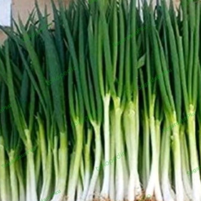

DAUN BAWANG 500GR PEKANBARU
