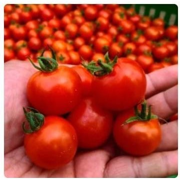 

RED CHERRY TOMATO TOMAT CERI MERAH 1KG PEKANBARU