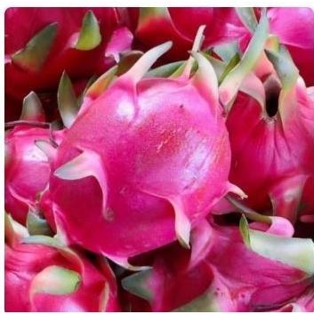 

BUAH NAGA MERAH 1KG PEKANBARU
