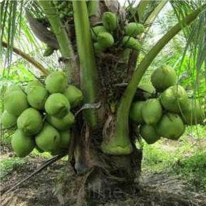 Bibit Buah KELAPA HIBRIDA / bibit pohon kelapa hibrida hijau POHON