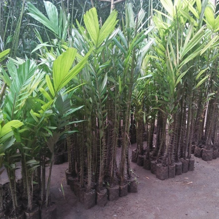 Bibit Salak pondoh 50 pohon POHON