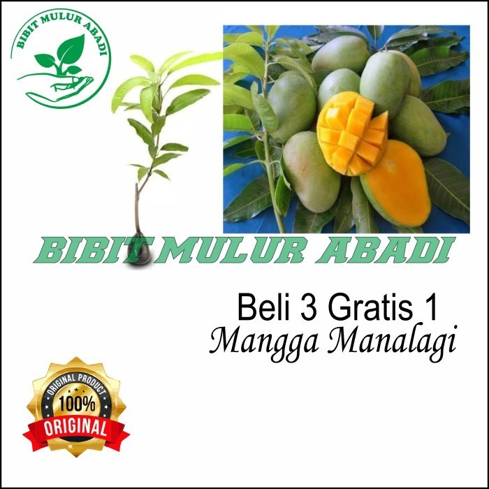 Bibit Mangga Manalagi Pohon Mangga Bibit Buah Mangga Manalagi POHON