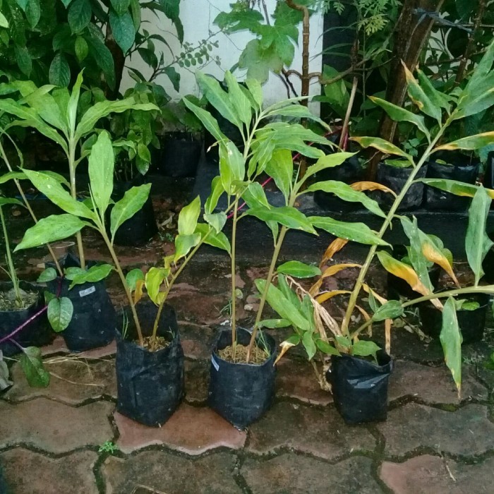 bibit tanaman rimpang temu mangga POHON