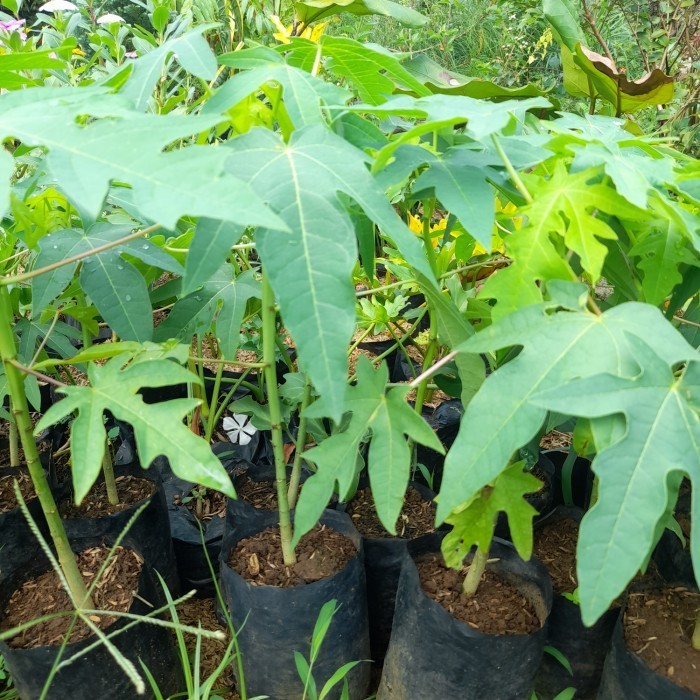 bibit pepaya california - pohon pepaya california POHON