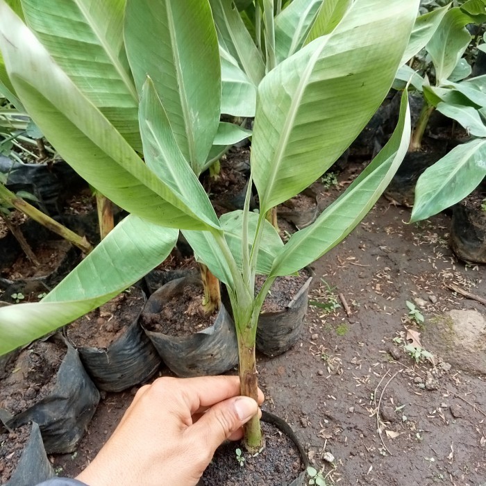 bibit pohon pisang barangan merah super murah POHON