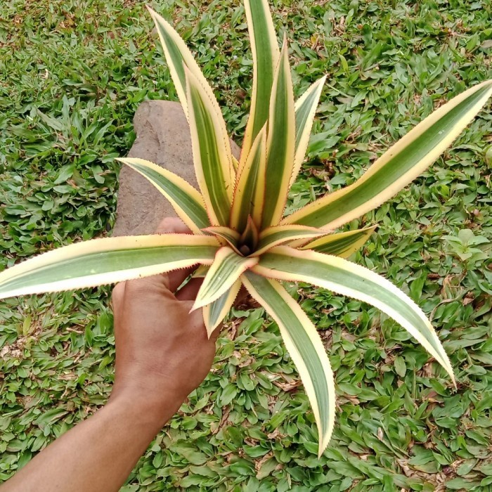 bibit pohon nanas merah hias/nanas merah hias/nanas merah POHON