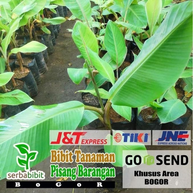 % bibit pisang barangan - pohon pisang barangan POHON