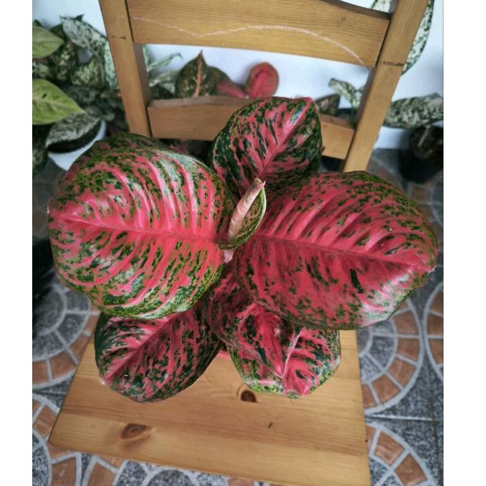 Aglonema wulandari Lokal size jumbo