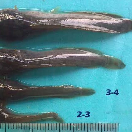 bibit lele pakan predator