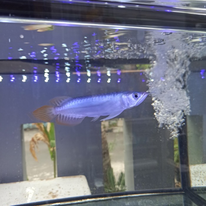 super red arwana arowana