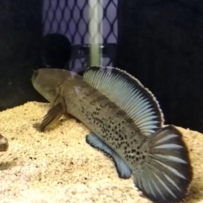 stewarti karbialong wc