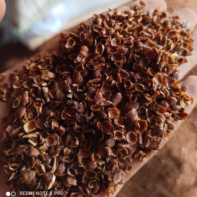 

Kekinian Angkup Kelopak Cengkeh 500gr