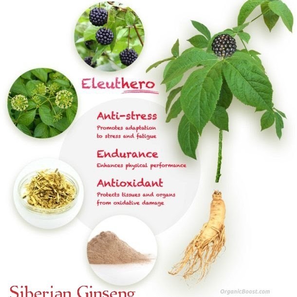 

Siberian Ginseng Tea : Siberian Ginseng Eleuthero Root Tea (30 Teabag)