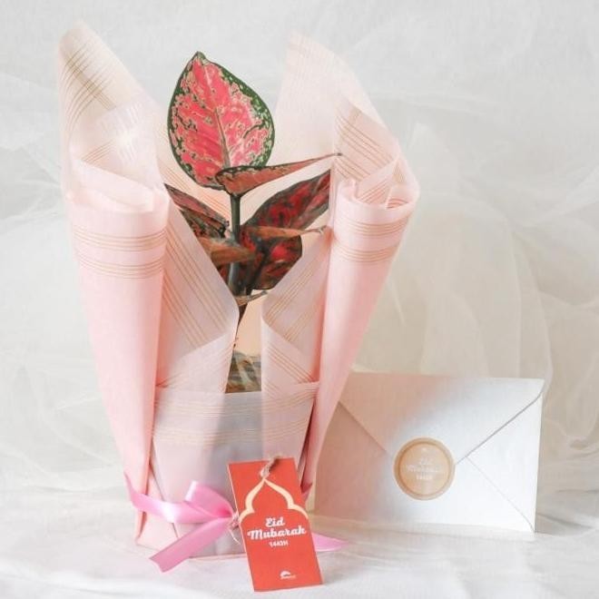 

Spesial Parcel Lebaran Living With Plant Daichimiho6