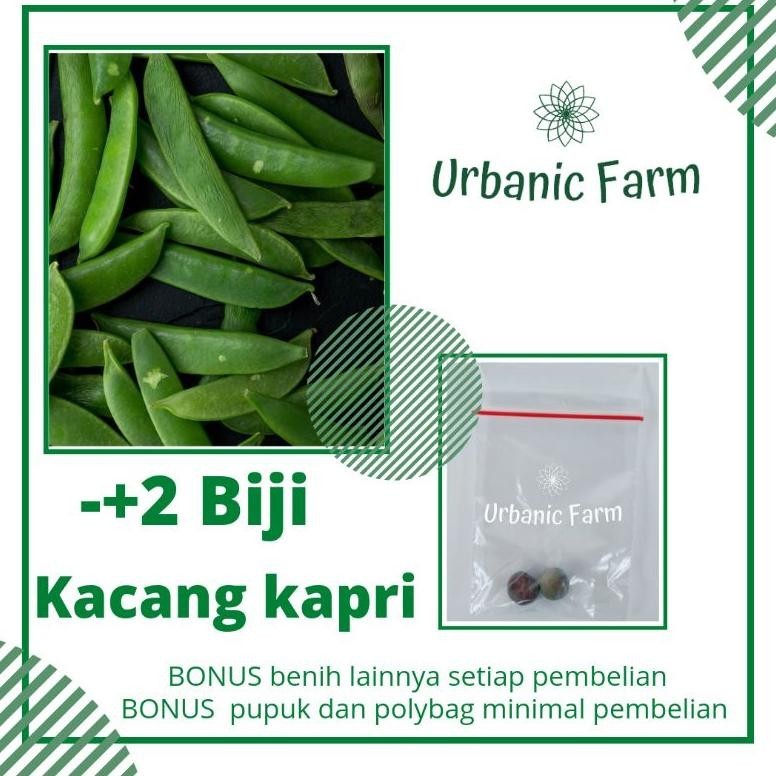 2 biji Kacang kapri Unggul Taichung Known You Seed -Benih Bibit Seed Sayuran Eceran Seribuan Murah