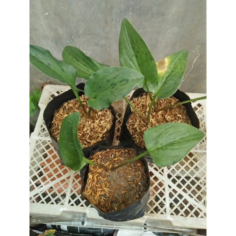 Tanaman bibit umbi lidah katak/Tanaman hijau hias /remaja