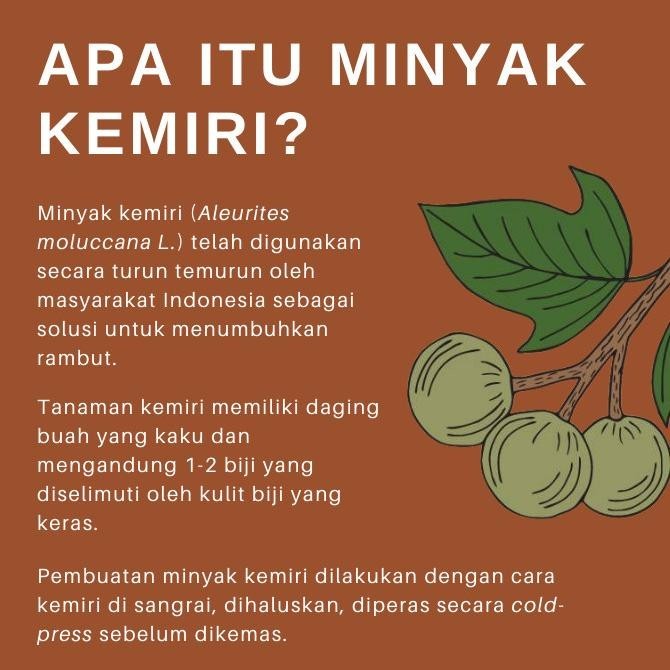 ROEGAN Minyak Kemiri - Penumbuh Rambut Penghitam Uban Alami - Basic