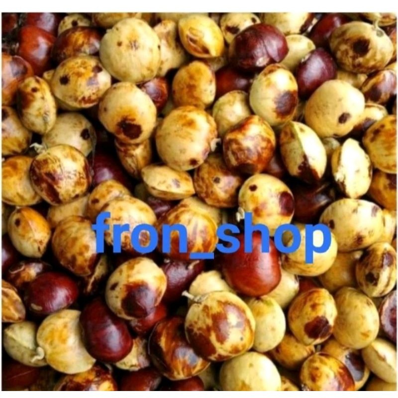 

Jengkol Tua Segar Fresh 1Kg