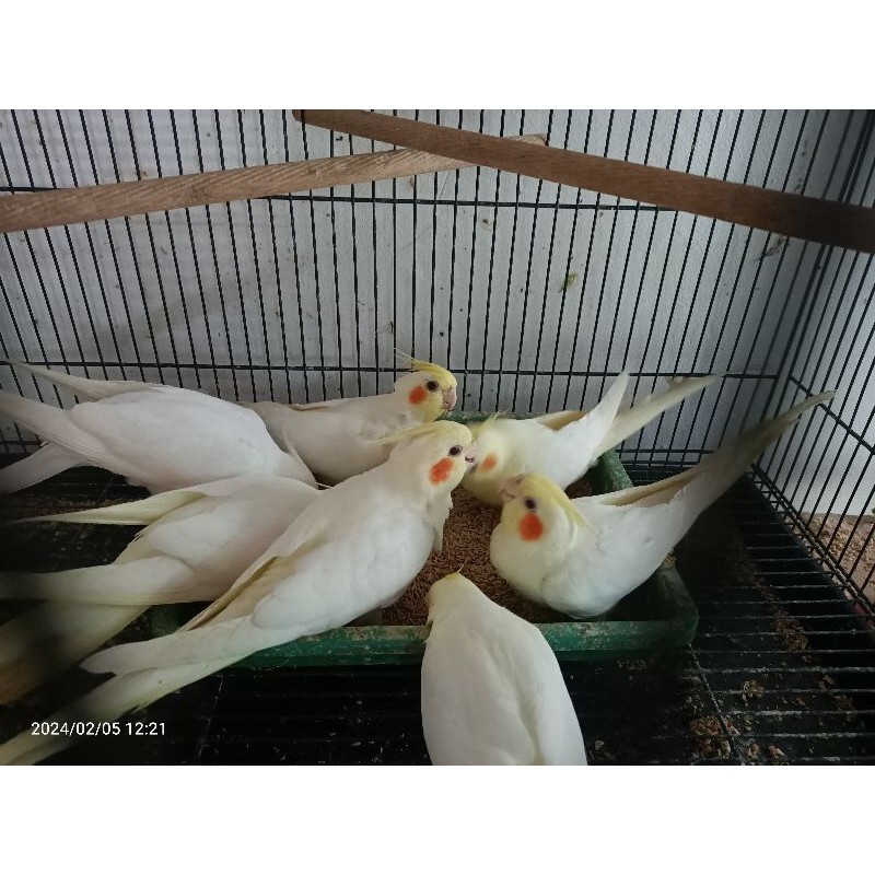 Falk Parkit Australia Cockatiel Lutino MM