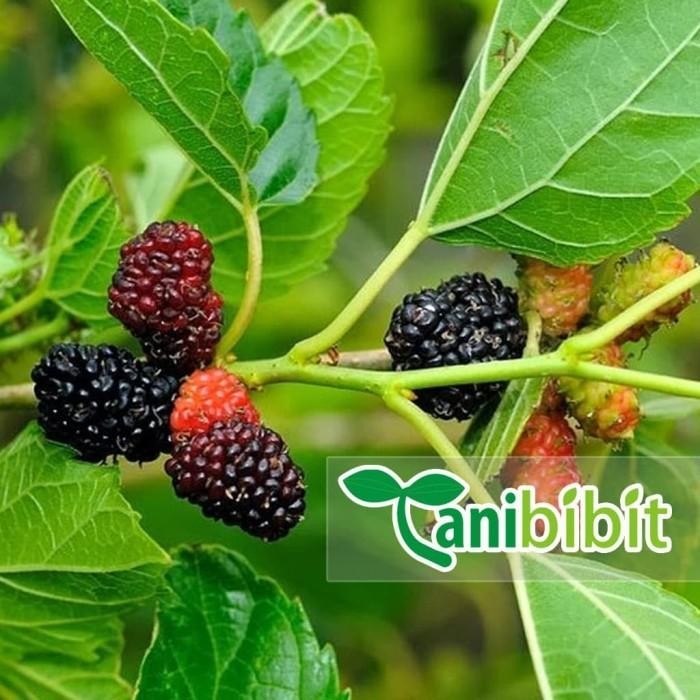 

Bibit Pohon Mulberry Buah Mulbery Murbei Merah Hitam Daun Ulat Sutera Best Seller
