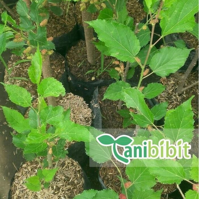 

Bibit Pohon Mullberry - Tanaman Buah Murbey Best Seller