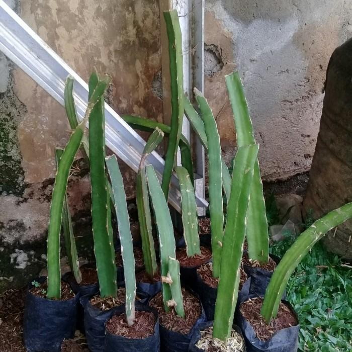 

bibit pohon buah naga Best Seller