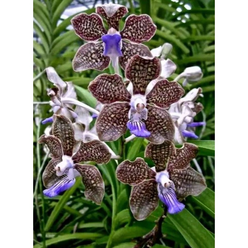bibit anggrek Vanda bunga coklat bintik lidah biru dewasa+pot angrek Vanda coklat biru niming tanama