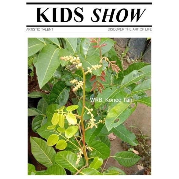 Omahijoofficial Jual Bibit Kelengkeng Matalada Cepat Berbuah / Kondisi Sedang berbuah  Bibit kelengk