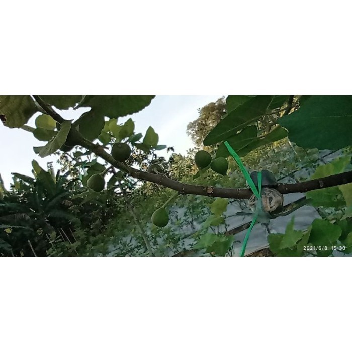 bibit cangkok kondisi sudah BERBUAH. bibit pohon buah tin ara fig. ASLI