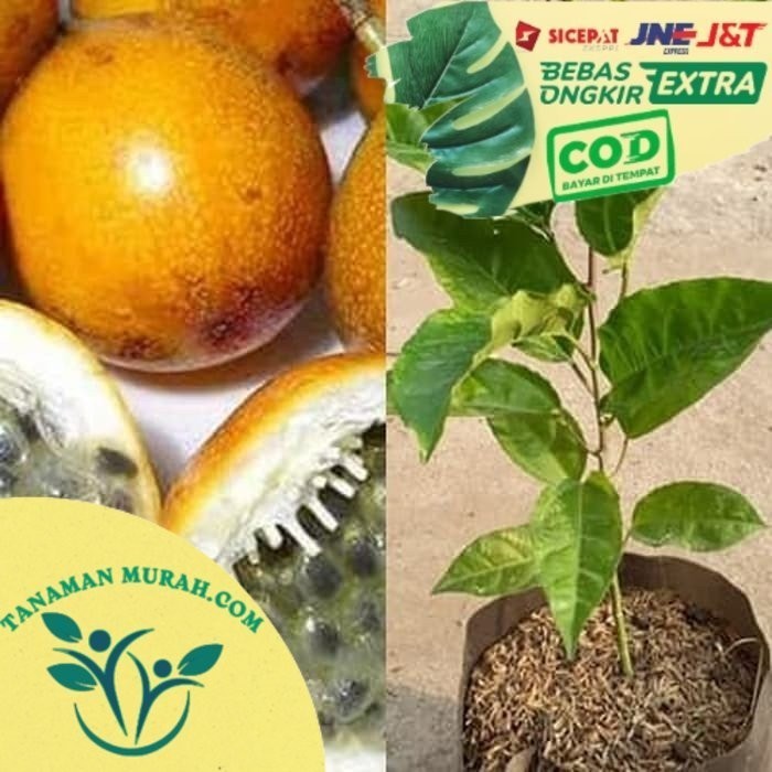 Bibit Tanaman Buah Markisa Bibit Markisa Pohon Markisa Passiflora ASLI