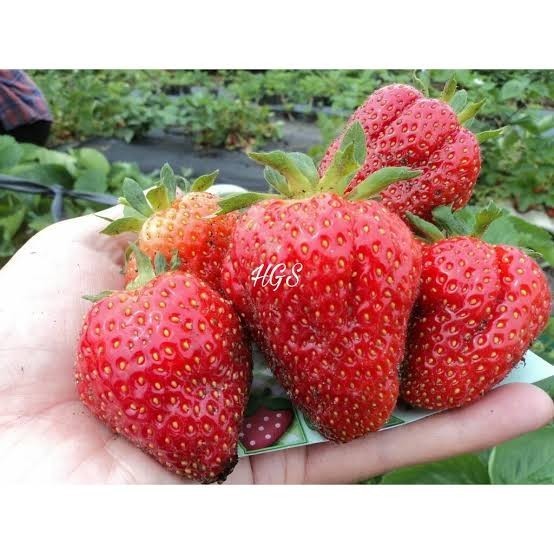 Bibit Pohon Strawberry Red Giant Australia - Buah Strawberry Jumbo ASLI